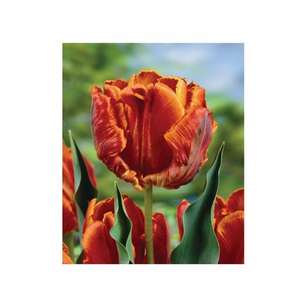 POMLADI CVETOČA ČEBULICA HOLLAND BULB MARKET TULIPAN PARROT BLUMEX 11/12 8KOS