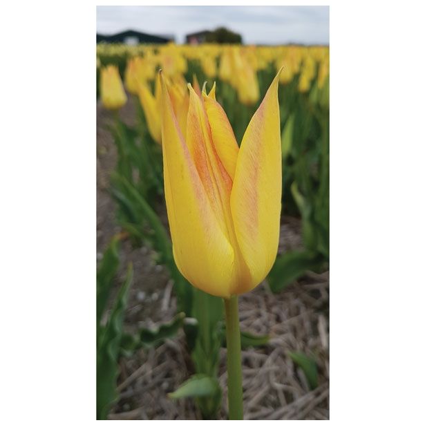 POMLADI CVETOČA ČEBULICA HOLLAND BULB MARKET TULIPAN TRIUMPH MOZIRSKI GAJ 5 KOS