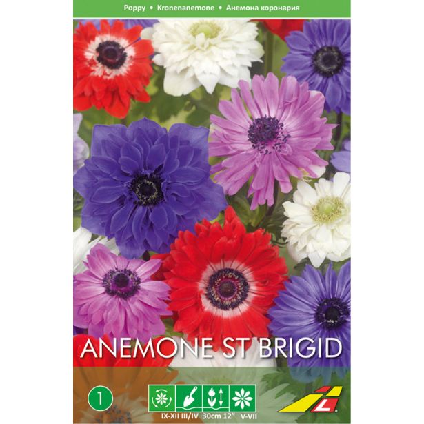 POMLADI CVETOČA ČEBULICA LEFEBER ANEMONA ST.BRIGIT 20 KOS