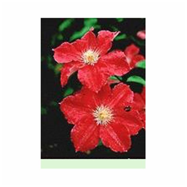 POPENJAVKA CLEMATIS ERNEST MARKHAM LONEC 2 L VIŠINA DO 60 CM