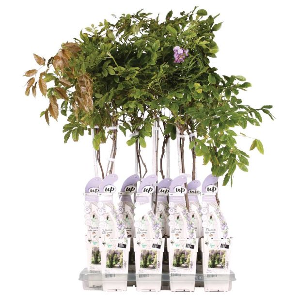 POPENJAVKA JAPONSKA GLICINIJA