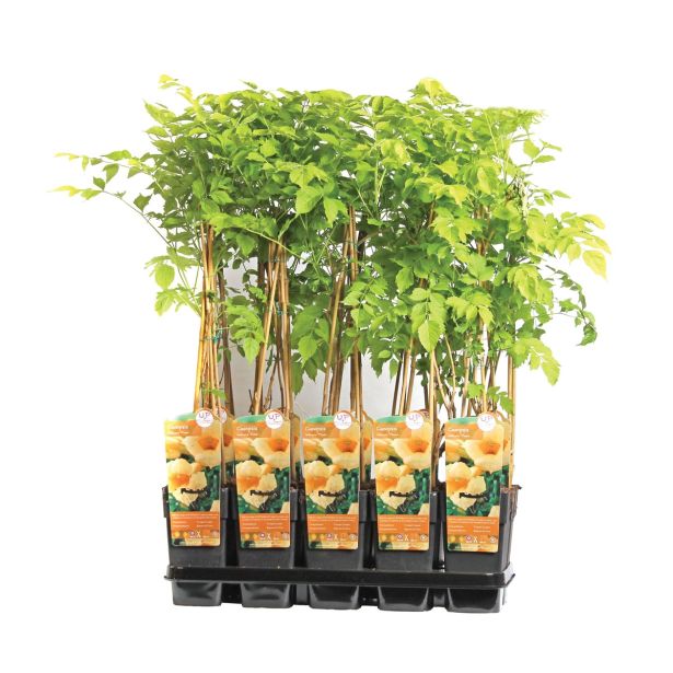 POPENJAVKA JASMINOVA TROBLA