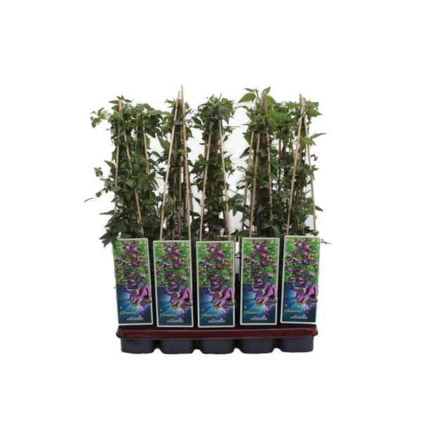 POPENJAVKA JUŽNI SROBOT