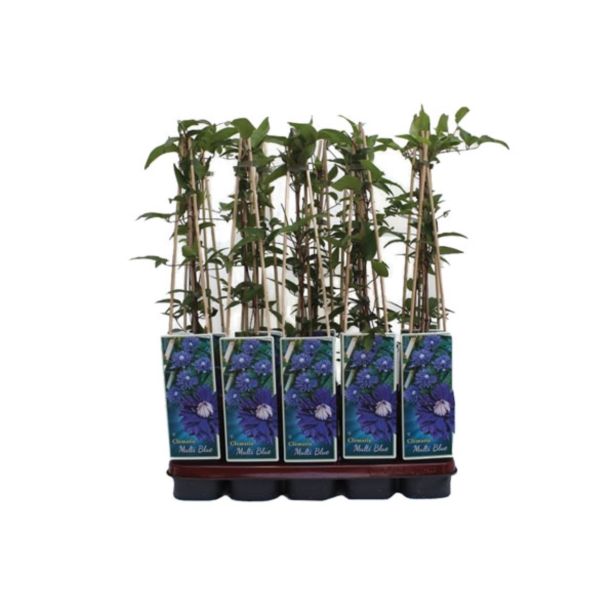 POPENJAVKA OKRASNI SROBOT