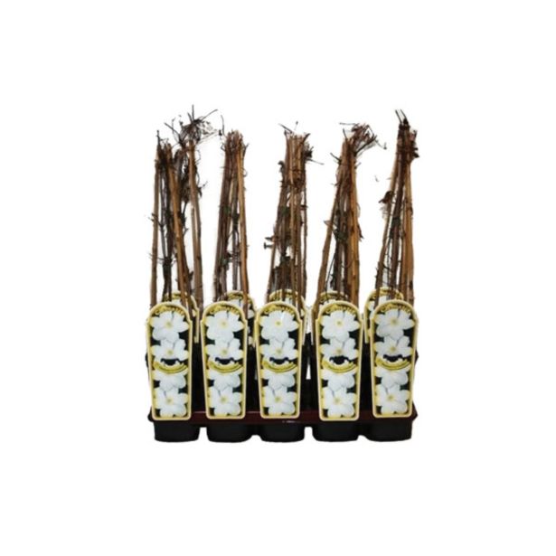 POPENJAVKA OKRASNI SROBOT