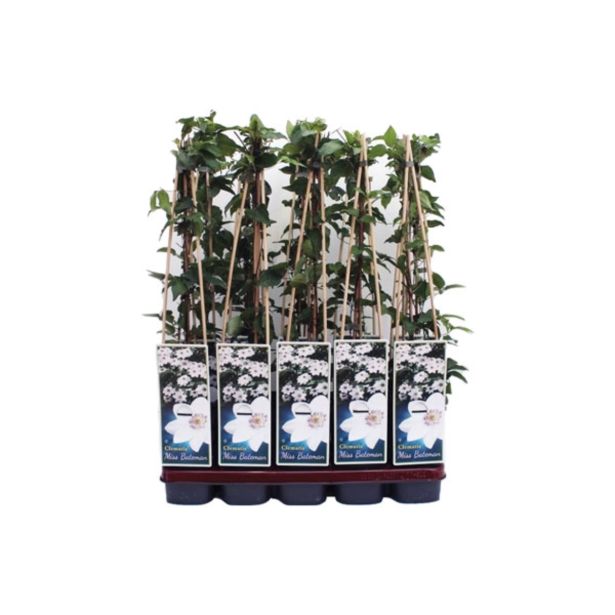 POPENJAVKA OKRASNI SROBOT