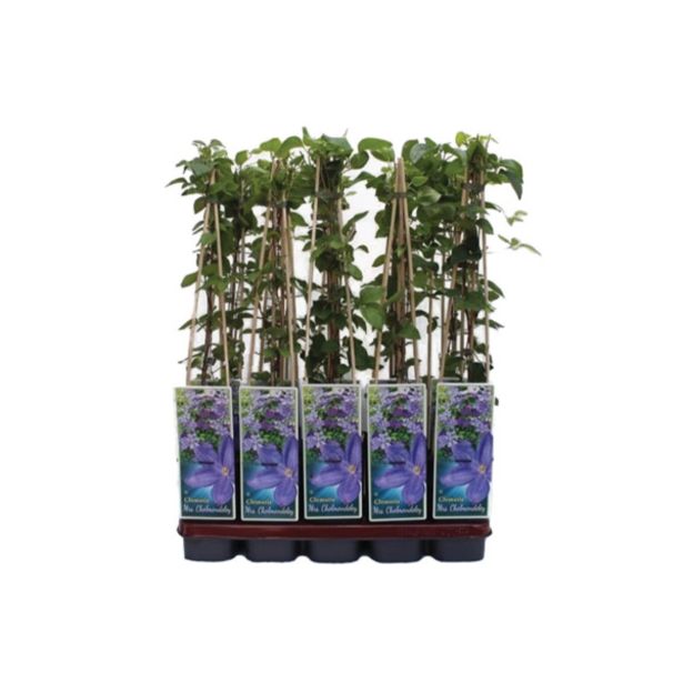 POPENJAVKA OKRASNI SROBOT