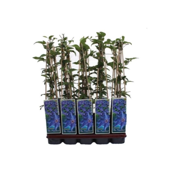 POPENJAVKA OKRASNI SROBOT