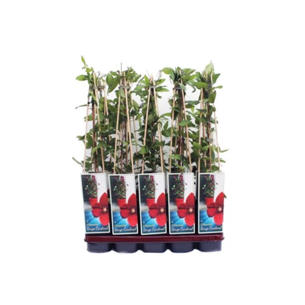 POPENJAVKA RDEČ KLEMATIS