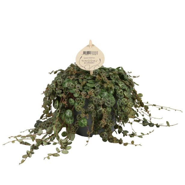 POPROVKA PEPEROMIA PROSTRATA L12 CM