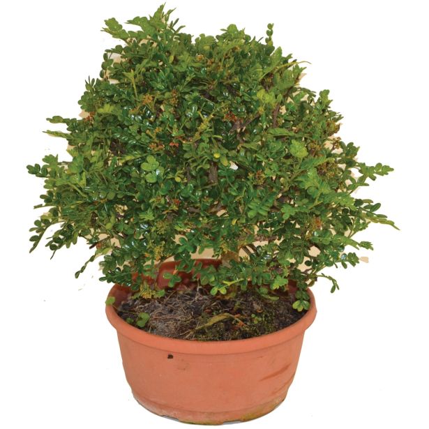 GRM POPROVO DREVO L20