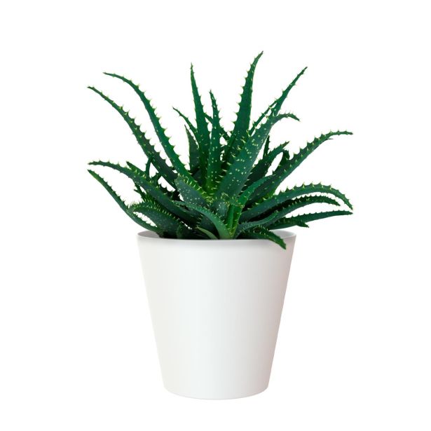 PE NOTRANJI LONEC PORTO BEL 18CM