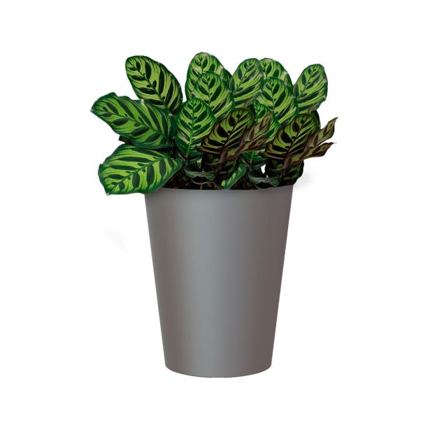 PE NOTRANJI LONEC PORTO VISOK ANTRACIT 50CM