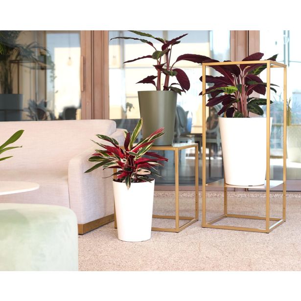 PE NOTRANJI LONEC PORTO VISOK BEL 80CM