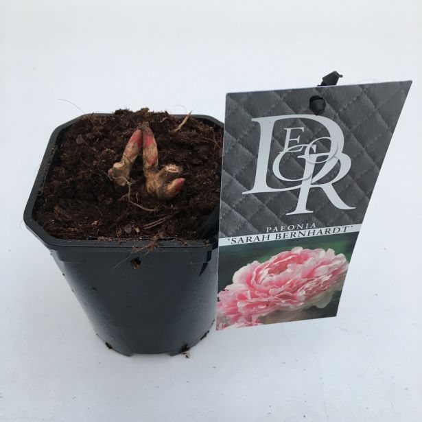 TRAJNICA POTONIKA LACT. SARAH BERNHARDT PINK L11