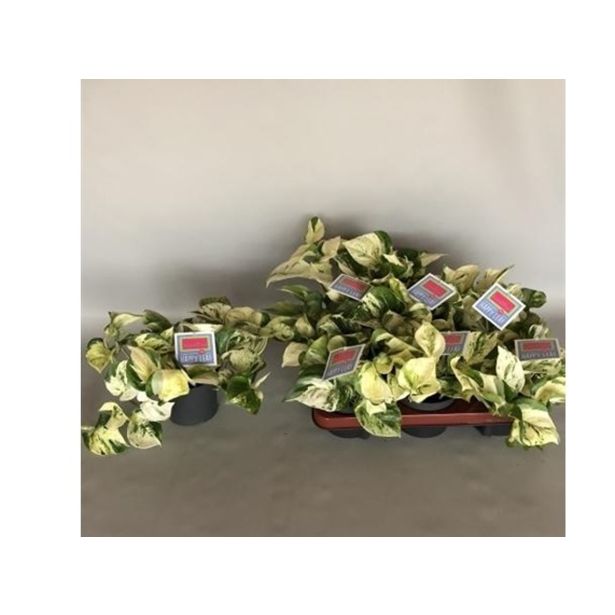 POTOS HAPPY LEAF L12