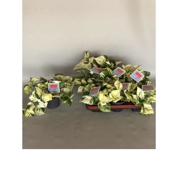 POTOS HAPPY LEAF GREY L12