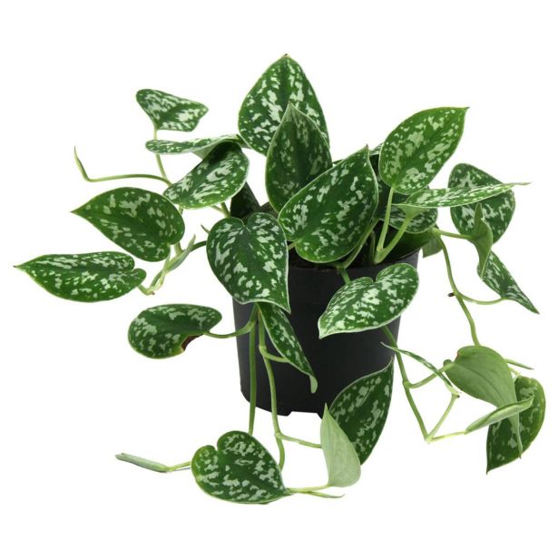 POTOS SCINDAPSUS PICTUS L12 CM
