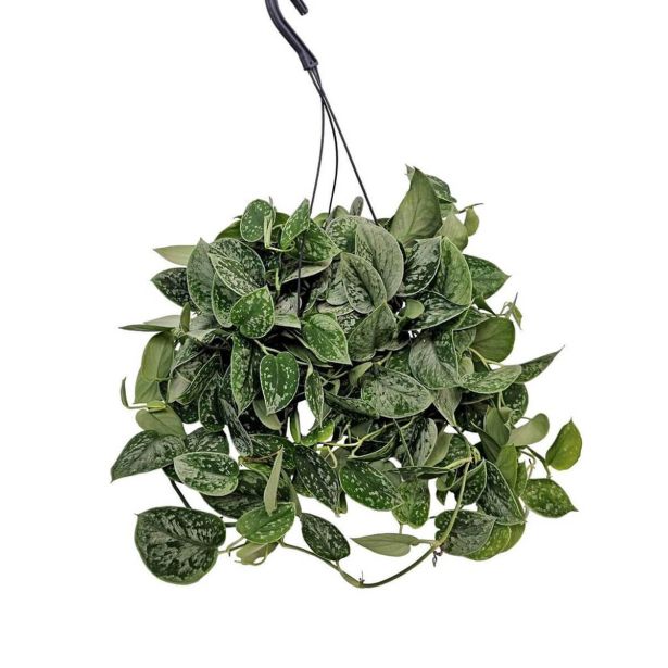 POTOS SILVERY ANN V VISEČEM LONČKU L19 CM