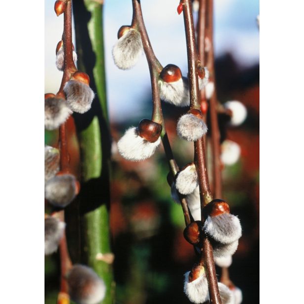 VRBA POVEŠAVA IVA L23