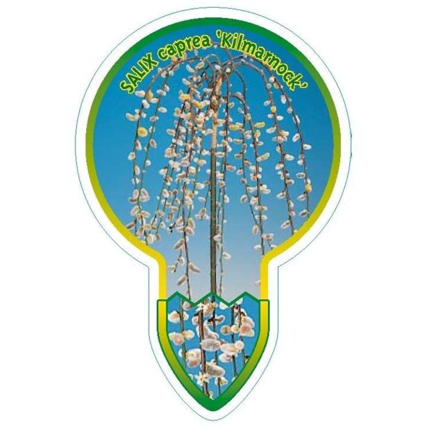 VRBA POVEŠAVA IVA L23