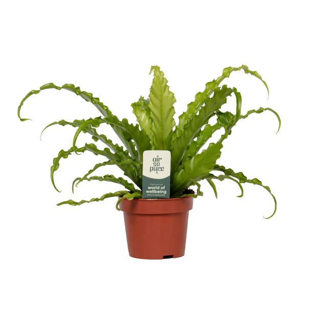 PRAPROT ASPLENIUM OSAKA L12 CM