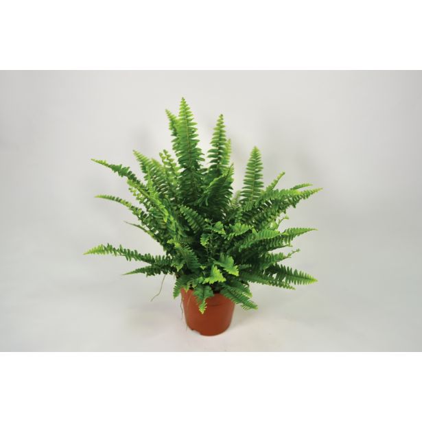 ZELENA RASTLINA PRAPROT BOSTON