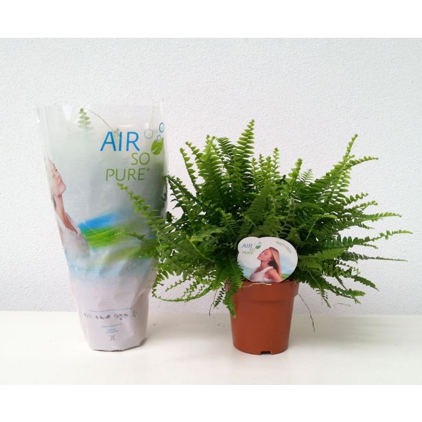 PRAPROT GREEN LADY L12