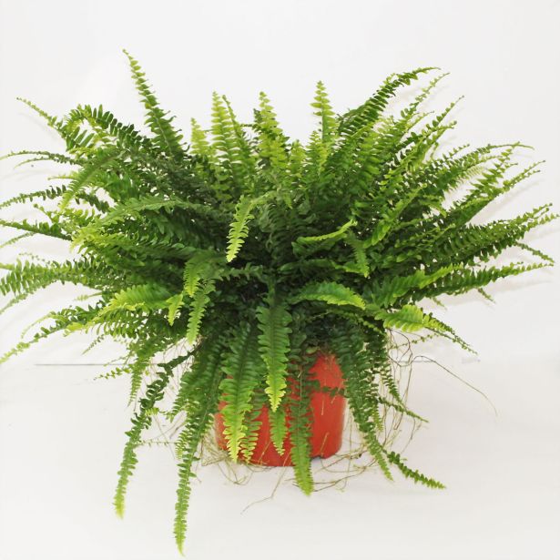 PRAPROT GREEN LADY L24