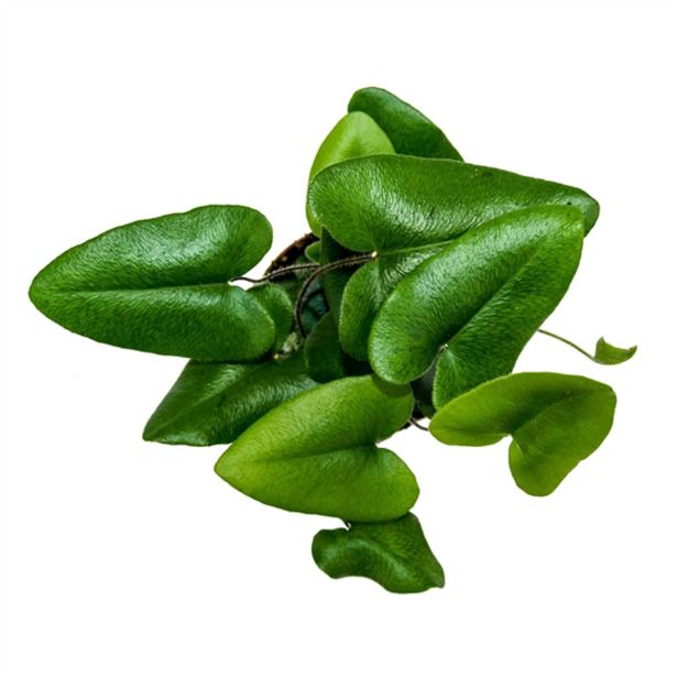 PRAPROT HEMIONTIS ARIFOLIA L8.5 SRČKASTA PRAPROT