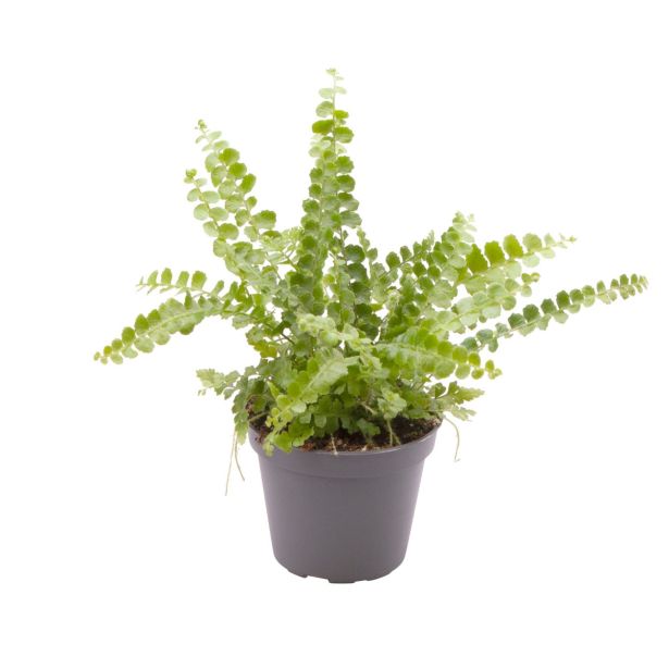 PRAPROT LIMONINA PRAPROT L12