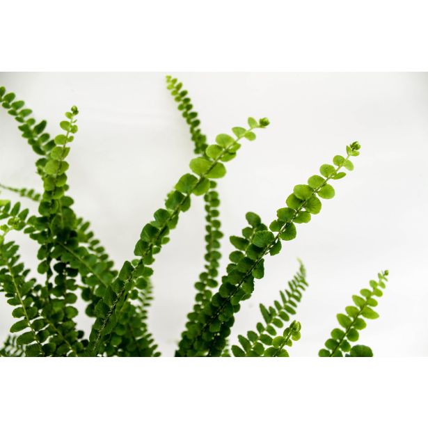 PRAPROT LIMONINA PRAPROT L12