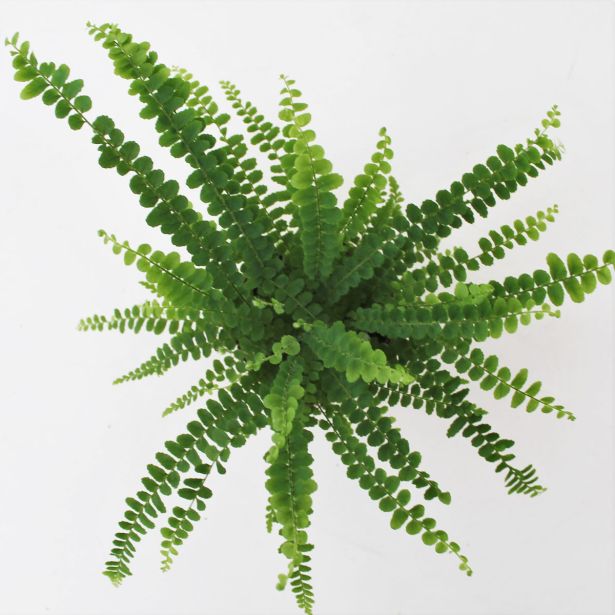 PRAPROT LIMONINA PRAPROT L12