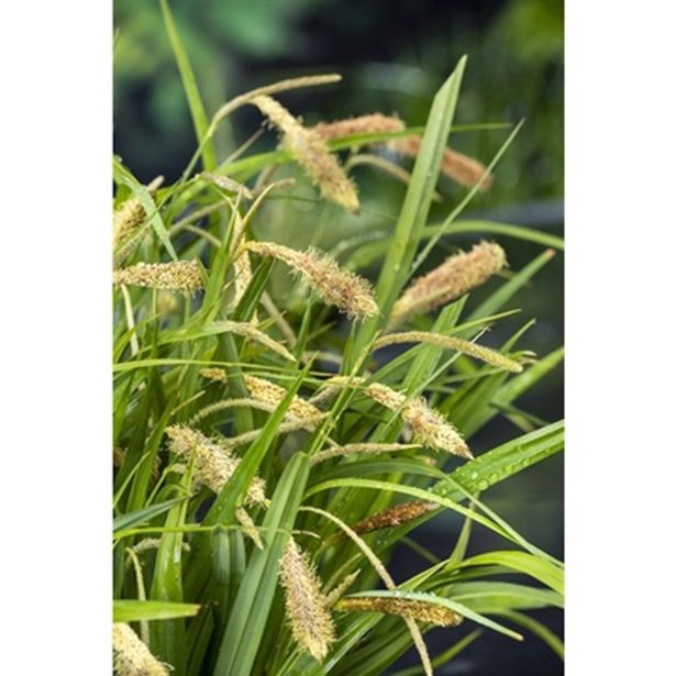 VODNE RASTLINE PREVISNI ŠAŠ L 9