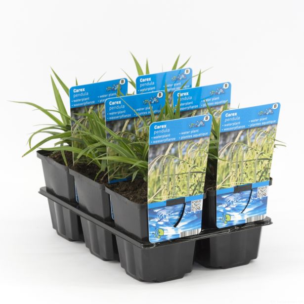 VODNE RASTLINE PREVISNI ŠAŠ L9