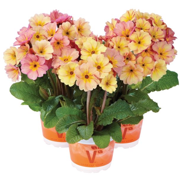 PRIMULA VOLMARY ELATIOR PEACH ME-LBA LEDENA PRIMULA L13