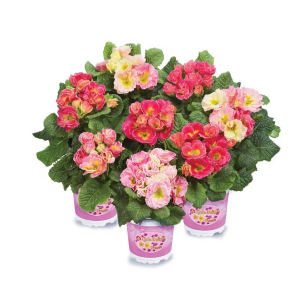 PRIMULA PALOMA L12