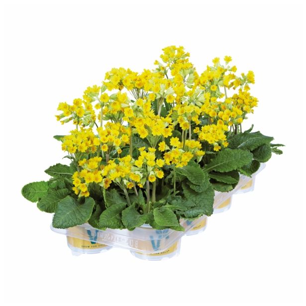 PRIMULA VOLMARY VERIS CABRILLO L13 DARK YELLOW COMPACT