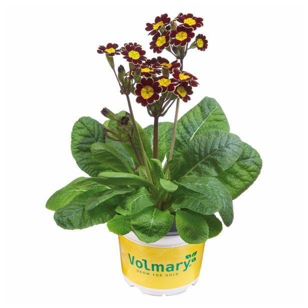 PRIMULA VOLMARY VERIS VICTORIANA L13