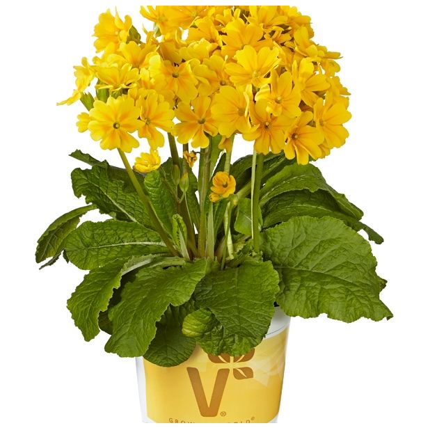PRIMULA VOLMARY VERIS SOLARIS GOLD L13