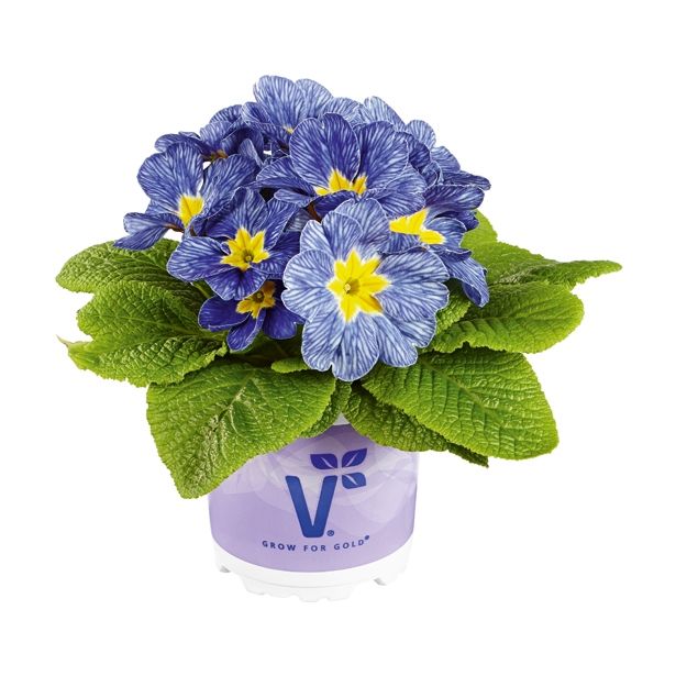 PRIMULA VOLMARY VULGARIS NAUTILU S BLUE VEIN L10.5