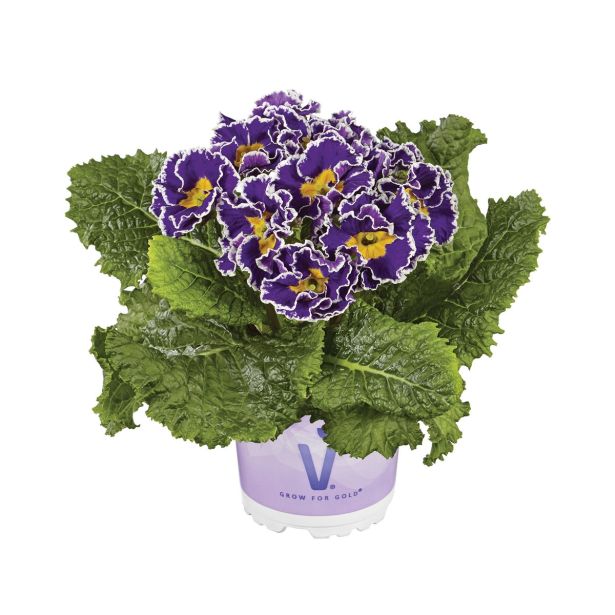 PRIMULA VOLMARY VULGARIS SACARINA BLUE L10.5