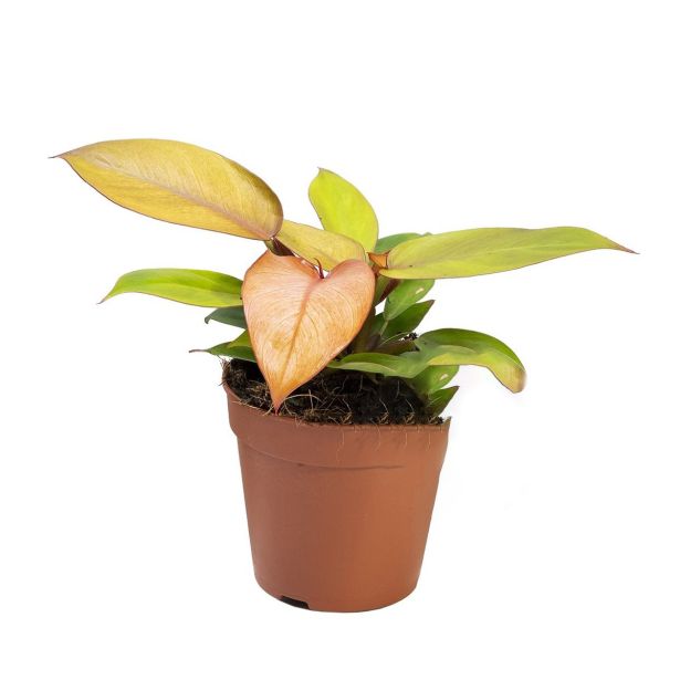 FILODENDRON PRINCE OF ORANGE L12