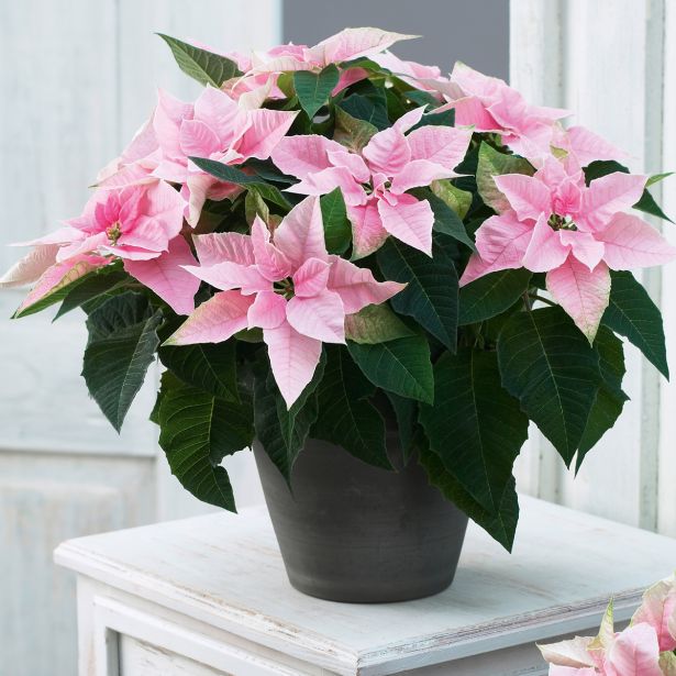 BOŽIČNA ZVEZDA PRINCETTIA L13 MIX