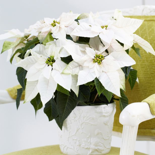 BOŽIČNA ZVEZDA PRINCETTIA L13 MIX