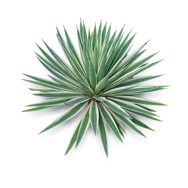 SUKULENT PRITLIKAVA AGAVA L13 VIŠ 22CM