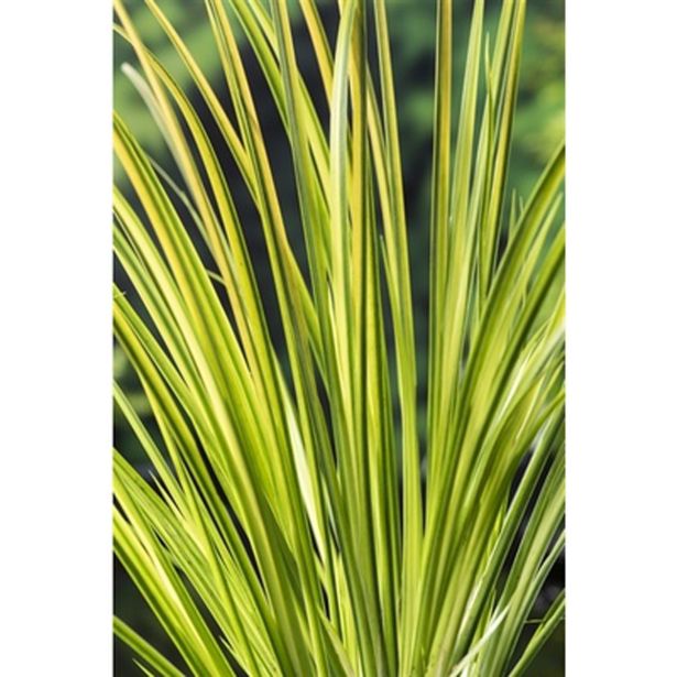 VODNE RASTLINE PRITLIKAVI KOLMEŽ L 9