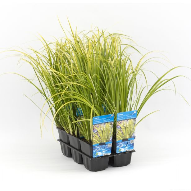 VODNE RASTLINE PRITLIKAVI KOLMEŽ L9