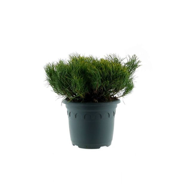 IGLAVEC PRITLIKAVO RUŠJE PUMILLIO