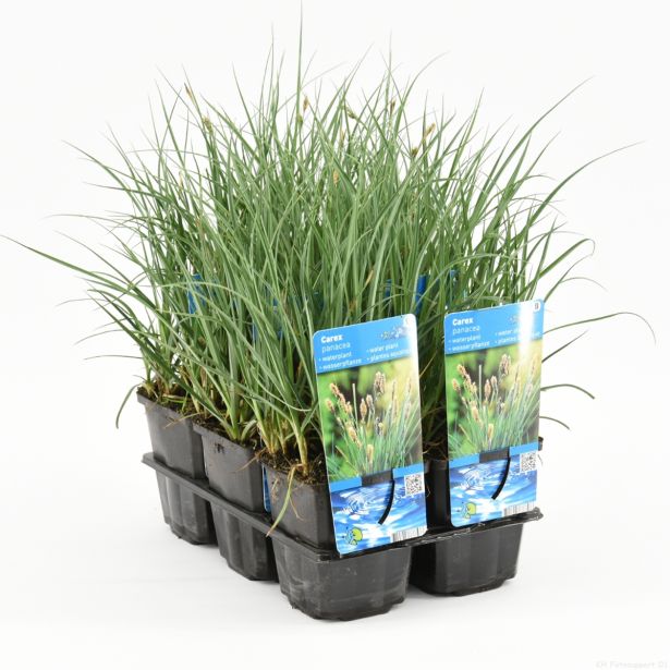 VODNE RASTLINE PROSENI ŠAŠ L9